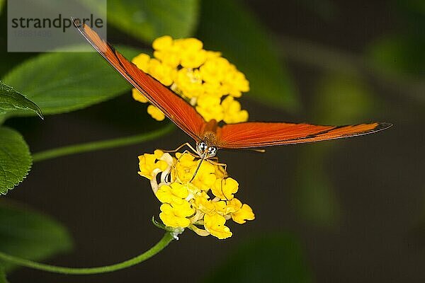 Julia-Falter  dryas julia  Erwachsener sammelt Nektar auf gelber Blüte