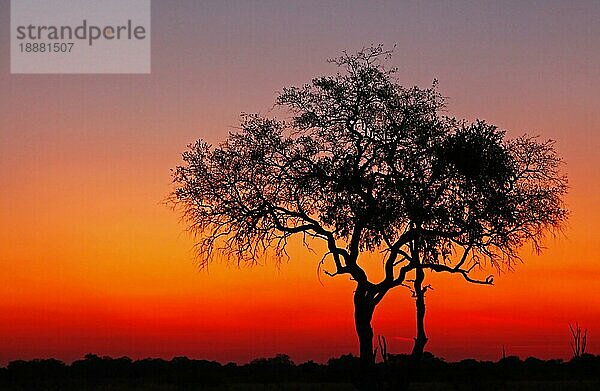 Abendlicht im Moremi Wildreservat Botswana