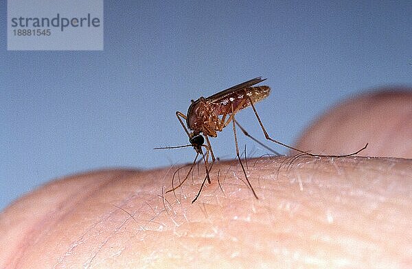 Stechmücke  culex quinquefasciatus  Erwachsene stechende Haut  Florida