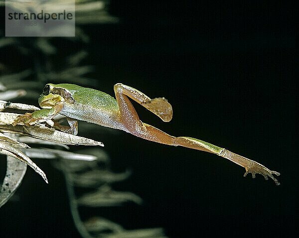 Europäischer Laubfrosch (hyla arborea)  erwachsen springend