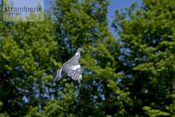 Ringeltaube (columba palumbus)  ERWACHSENE IM FLUG  NORMANDY IN Frankreich