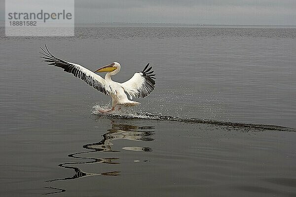 Rosapelikan (pelecanus onocrotalus)  ERWACHSENE LANDUNG AUF WASSER  WALVIS BAY in NAMIBIA