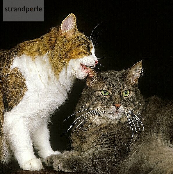 Skogkatt Hauskatze  Erwachsene lecken gegen schwarzen Hintergrund  Grooming