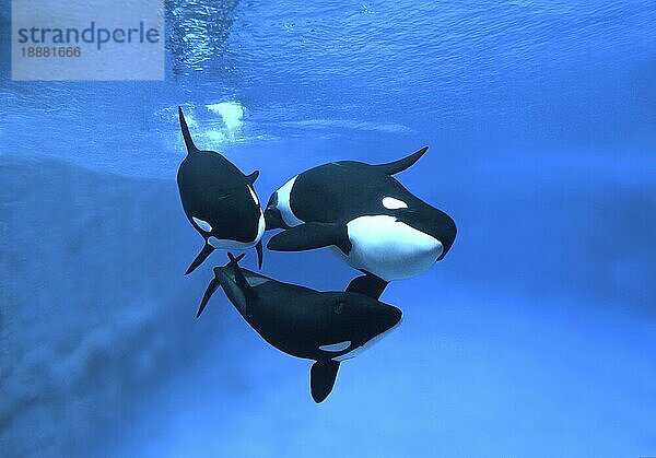 Killerwal (orcinus orca)  Erwachsene