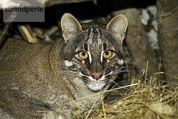 Asiatische Goldkatze oder Temmink-Katze  catopuma temmincki  Erwachsene