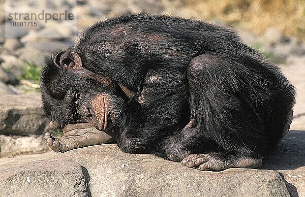 CHIMPANZEE (pan troglodytes)  ERWACHSENER SCHLAFEND AUF FELSEN