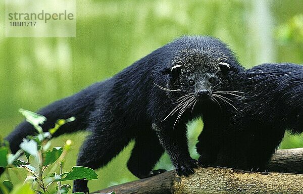 Binturong (arctictis binturong) Zibetkatze oder Asiatische Bärenkatze  erwachsen