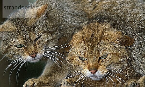 Europäische Wildkatze (felis silvestris)  Porträt eines erwachsenen Tieres