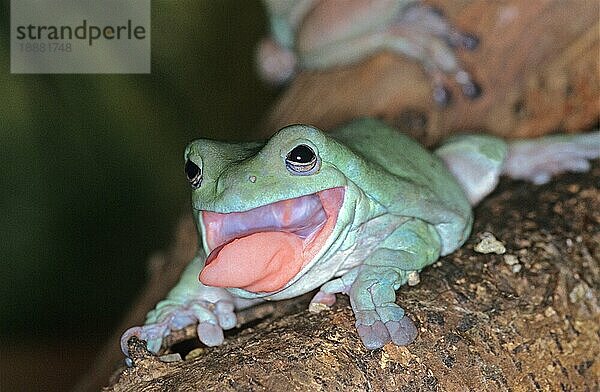 Korallenfinger-Laubfrosch (litoria caerulea)  ERWACHSENER MIT AUSSENHALTENDER ZUNGE  AUSTRALIEN