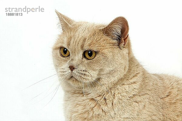 Cremefarbene Britisch-Kurzhaar-Hauskatze  weiblich  stehend vor weißem Hintergrund