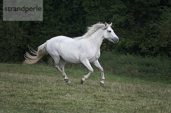 Connemara Pony  Erwachsener Galoppierend im Paddock