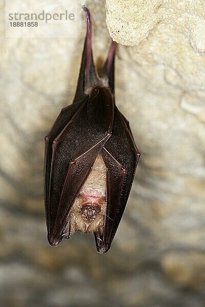 Große Hufeisennase (rhinolophus ferrumequinum)  ERWACHSENER HIBERIERT IN EINER HÖLLE  NORMANDY IN Frankreich