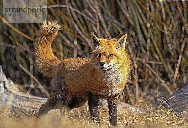 ROTFUCHS (vulpes vulpes)  ERWACHSENER  KANADA