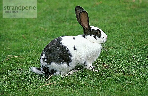 Französisch Kaninchen genannt Geant Papillon Francais  Erwachsene auf Gras