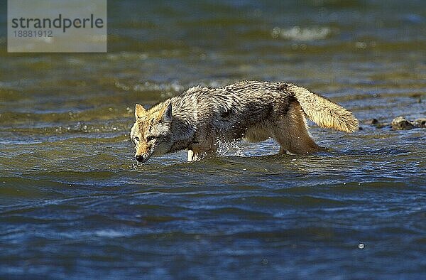 COYOTE (canis latrans)  ERWACHSENER CROSSING RIVER  MONTANA