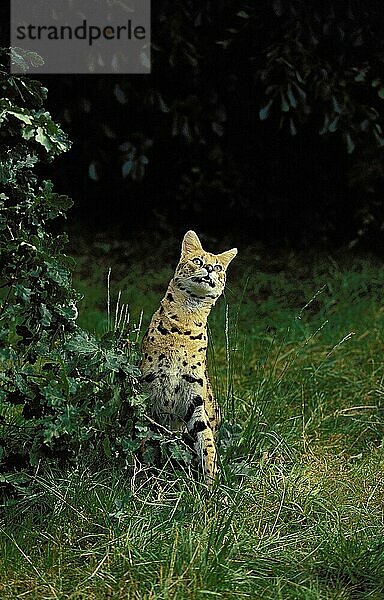 SERVAL (leptailurus serval)  ERWACHSENER AUF GRAS STEHEND