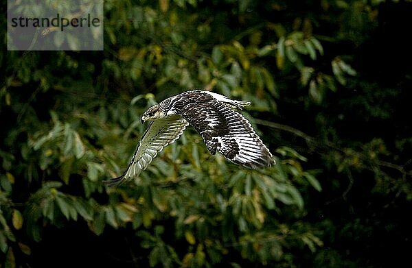 Königsbussard (buteo regalis)  ERWACHSENER IM FLUG