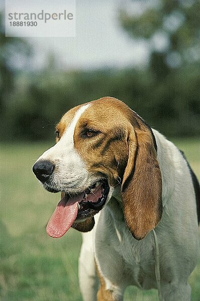 Artois Hound  Portrait eines Erwachsenen mit herausgestreckter Zunge