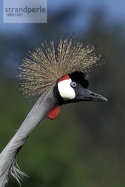 Südafrika-Kronenkranich (balearica regulorum)  Porträt eines Erwachsenen  Nakuru Park in Kenia