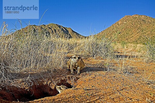 MEERKAT (suricata suricatta)  ERWACHSENE AM DEN-EINGANG  NAMIBIA