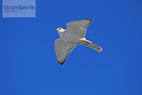 Gyrfalke (falco rusticolus)  Erwachsener im Flug gegen blauen Himmel  Kanada  Nordamerika