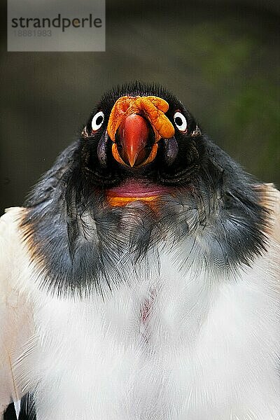 KING VULTURE (sarcoramphus papa)  PORTRAIT DES ERWACHSENEN