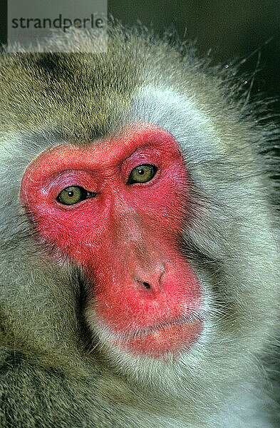 JAPANISCHER MACAQUE (macaca fuscata)  PORTRAIT EINES ERWACHSENEN  HOKKAIDO IN JAPAN