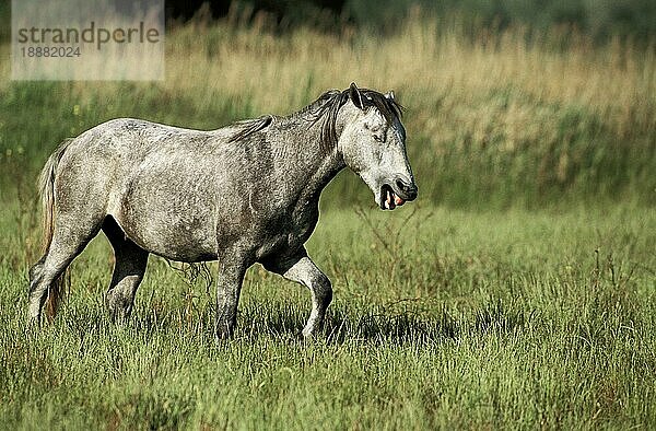 LIPIZZANER  ERWACHSEN  STEHEND AUF EINER WIESE MIT LUSTIGEM GESICHT