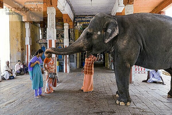 Gläubige  die im Adi Kumbeshvarar Tempel in Kumbakonam  Tamil Nadu  Indien  Segnungen vom Tempelelefanten erhalten  Asien