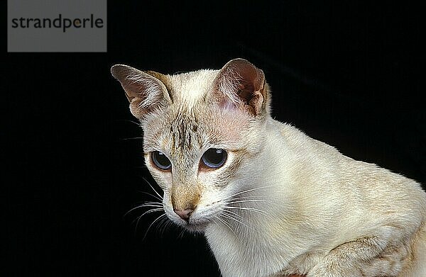 Siamesische Hauskatze  Porträt eines Erwachsenen vor schwarzem Hintergrund