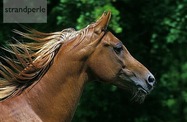 ARABISCHES PFERD  ERWACHSEN MIT MANN IM WIND