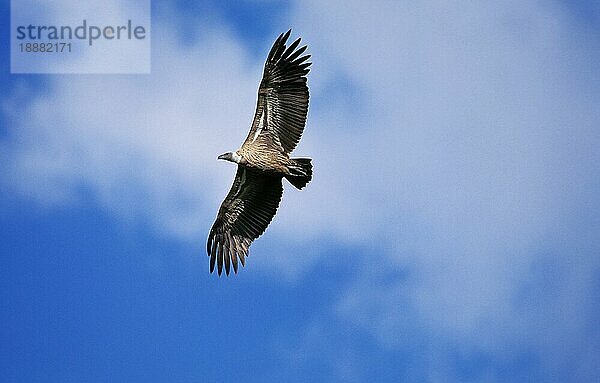 Afrikanischer Weißrückengeier (gyps africanus)  Erwachsener im Flug  Masai Mara Park in Kenia