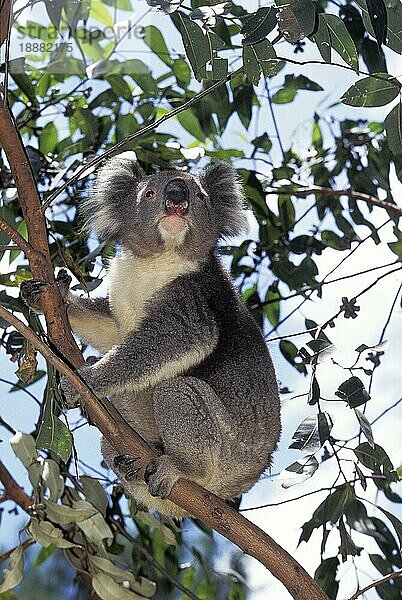 KOALA (phascolarctos cinereus)  ERWACHSENER AUF BRANCHE  AUSTRALIEN