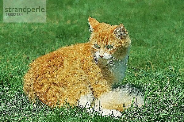 ROT-WEISSE HAUSKATZE  ERWACHSEN  IM GRAS SITZEND