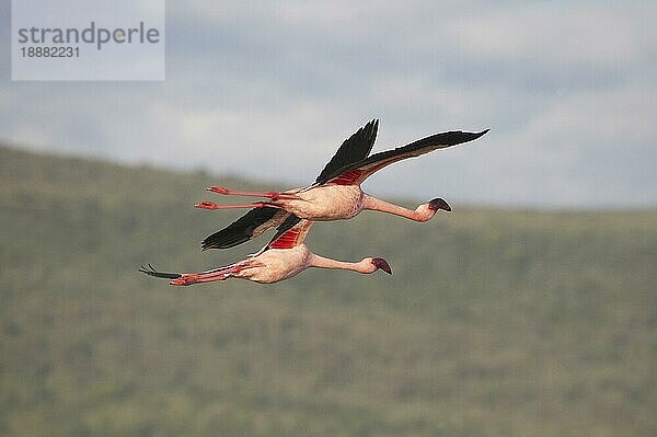 Kleiner Flamingo (phoenicopterus minor)  Erwachsene im Flug  Nakuru See in Kenia