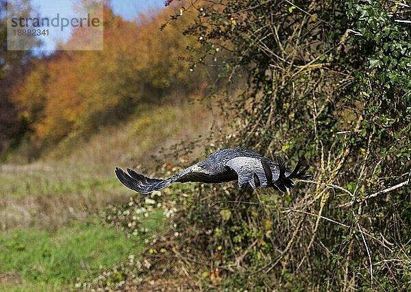 Kordillerenadler (geranoaetus melanoleucus)  ERWACHSENER IM FLUG