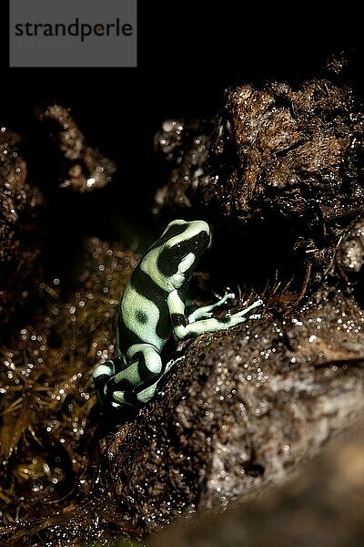 Grüner und schwarzer Pfeilgiftfrosch (Dendrobates auratus)  erwachsen  Costa Rica  Mittelamerika