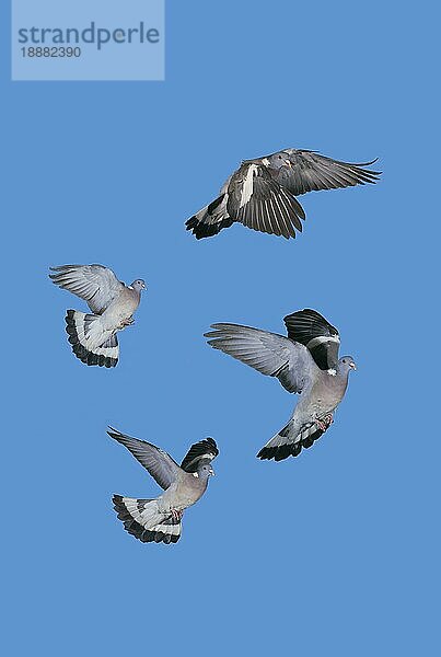 Ringeltaube (columba palumbus)  Erwachsene im Flug gegen blauen Himmel