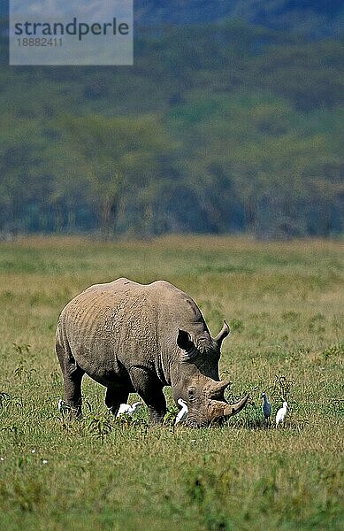 WEISSES RHINOCEROS (ceratotherium simum)  ERWACHSENER MIT KATZENGETREIDE  NAKURU PARK  KENIA