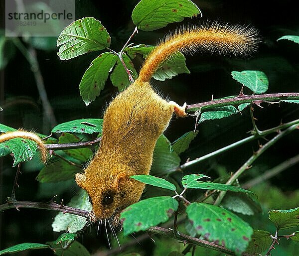 Haselmaus (muscardinus avellanarius)  ERWACHSENER STEHEND IM BRAMMEN