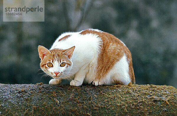 Rote und weiße Hauskatze  Erwachsener stehend auf Ast