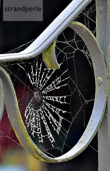 Spinnennetz am Geländer