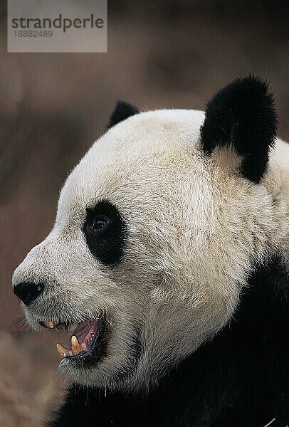 Großer Panda (ailuropoda melanoleuca)  Porträt eines Erwachsenen  Wolong-Reservat in China