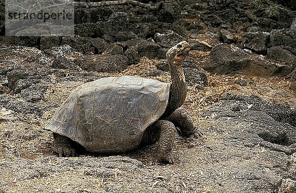 Galapagos-Riesenschildkröte (geochelone nigra)  erwachsen  Galapagos-Inseln