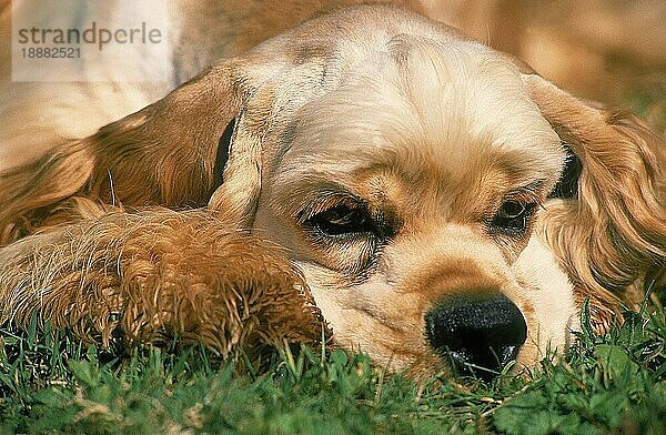 AMERIKANISCHER COCKER SPANIEL  ERWACHSENER HUND  LIEGT IM GRAS