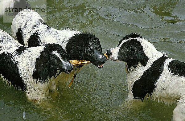 Landseer Hund  Erwachsene im Wasser stehend  mit einem Holzstück spielend