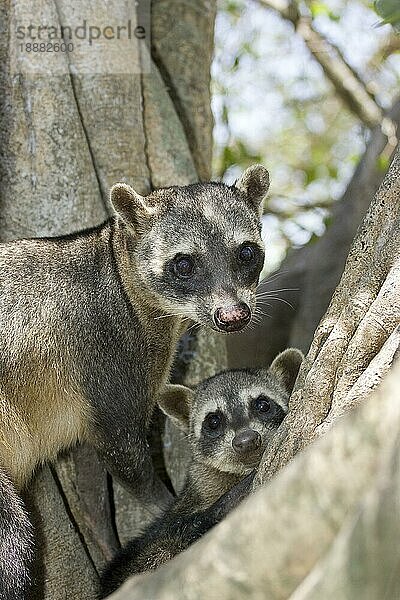 Krabbenfressender Waschbär (procyon cancrivorus)  Erwachsener im Baum  Los Lianos in Venezuela