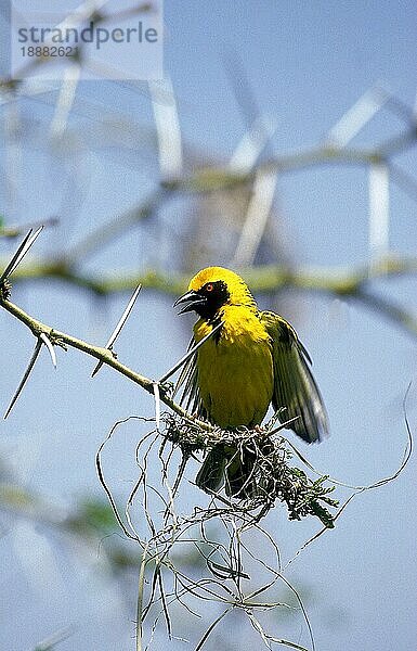 DORFWEBER (ploceus cucullatus)  ERWACHSENER BAUEN NEST  KENIA