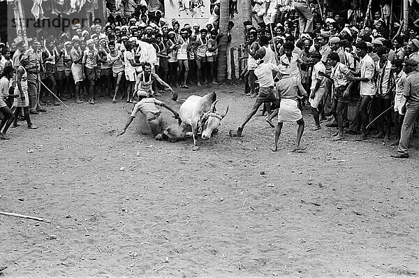 Schwarz-Weiß-Foto  Jallikattu oder Stierzähmung während des Pongal-Festes in Alanganallur bei Madurai  Tamil Nadu  Indien  Asien