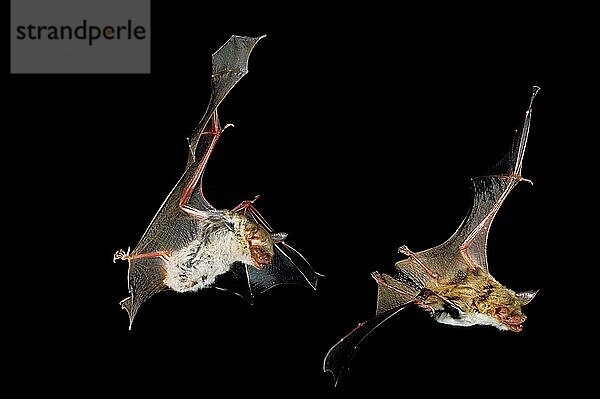 Großes Mausohr (myotis myotis)  erwachsene Tiere im Flug vor schwarzem Hintergrund